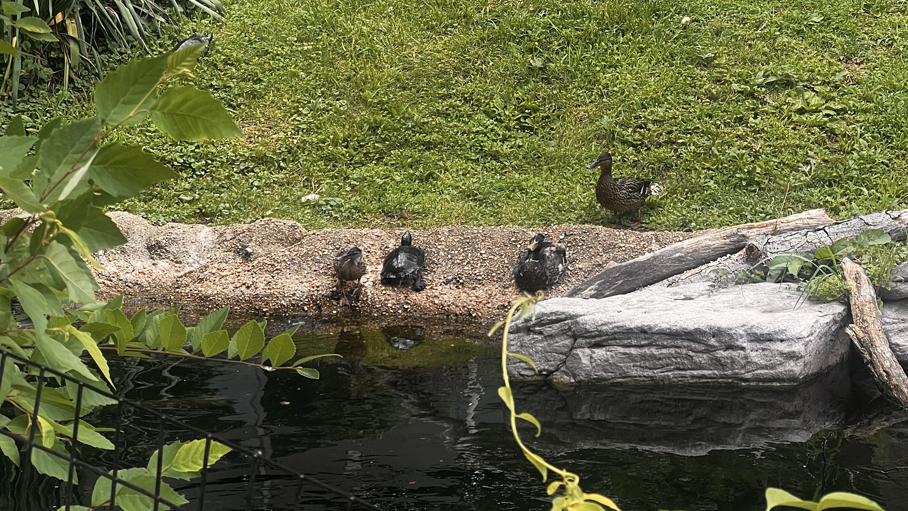 Ducks and turtles
